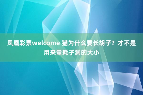 凤凰彩票welcome 猫为什么要长胡子？才不是用来量耗子洞的大小