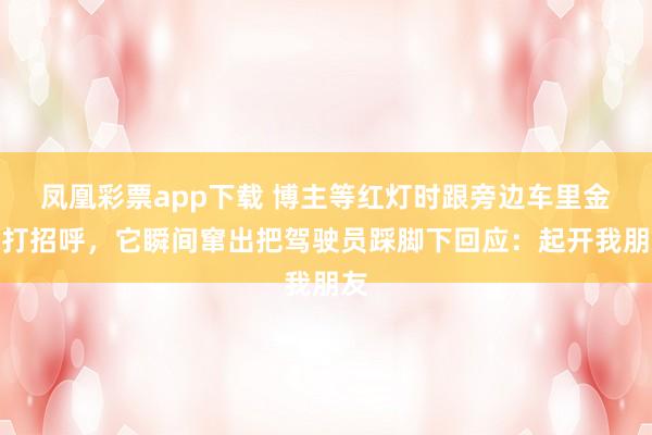 凤凰彩票app下载 博主等红灯时跟旁边车里金毛打招呼，它瞬间窜出把驾驶员踩脚下回应：起开我朋友