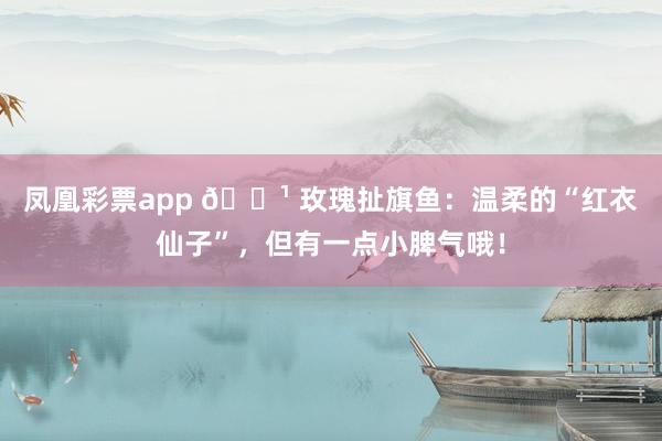 凤凰彩票app 🌹 玫瑰扯旗鱼：温柔的“红衣仙子”，但有一点小脾气哦！