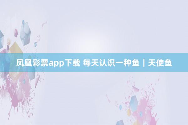 凤凰彩票app下载 每天认识一种鱼｜天使鱼