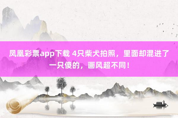 凤凰彩票app下载 4只柴犬拍照，里面却混进了一只傻的，画风超不同！
