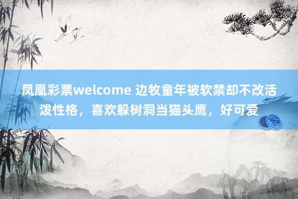 凤凰彩票welcome 边牧童年被软禁却不改活泼性格，喜欢躲树洞当猫头鹰，好可爱