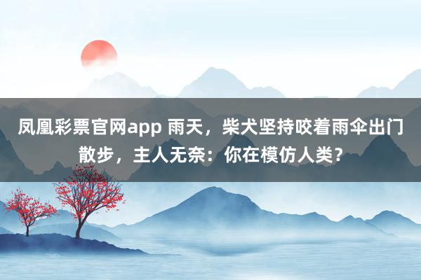 凤凰彩票官网app 雨天，柴犬坚持咬着雨伞出门散步，主人无奈：你在模仿人类？