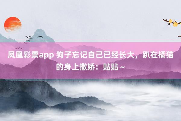 凤凰彩票app 狗子忘记自己已经长大，趴在橘猫的身上撒娇：贴贴～