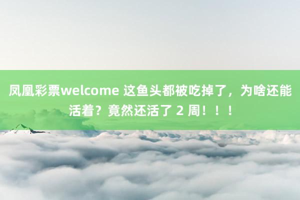 凤凰彩票welcome 这鱼头都被吃掉了,为啥还能活着?竟然还活了 2 周!!!